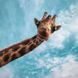 Photo by girafpingvin (Daniel Bahl)🦒️🐧️ on April 29, 2022.