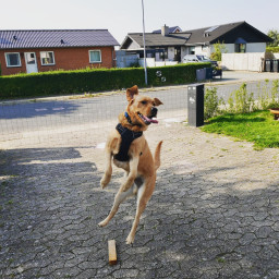 Photo by girafpingvin (Daniel Bahl)🦒️🐧️ on September 08, 2024. May be an image of golden retriever, frisbee and ball.