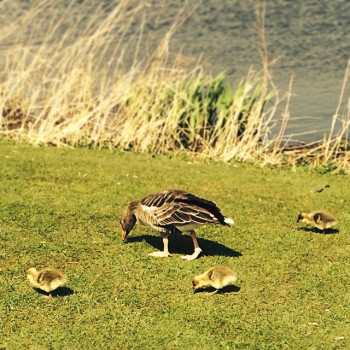 Photo by Daniel Bahl in Damparken, Haderslev.