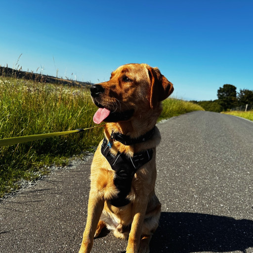 Photo by girafpingvin (Daniel Bahl)🦒️🐧️ on July 20, 2024. May be an image of golden retriever and text.