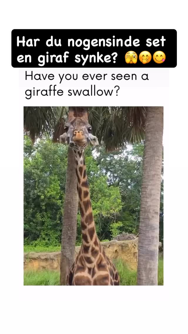 girafpingvin Video-Story